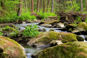 Fototapeta premium small wild river in Bohemian forest