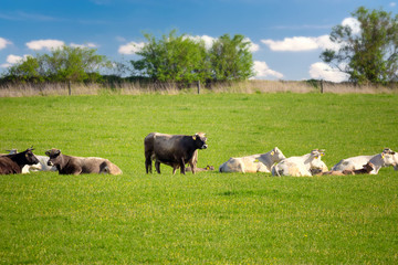 Fototapeta premium Herd of cows at spring green field