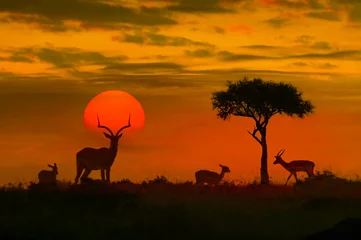 Fototapeten Afrikanischer Sonnenuntergang mit Silhouette © Belikova Oksana