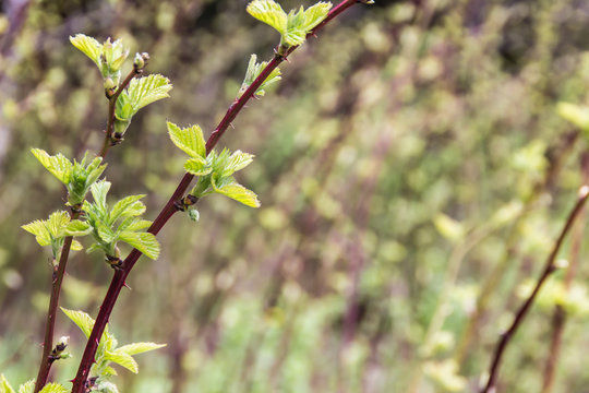 Sprouts of blackberry  in the spring on blurred background (blooming of blackberry)