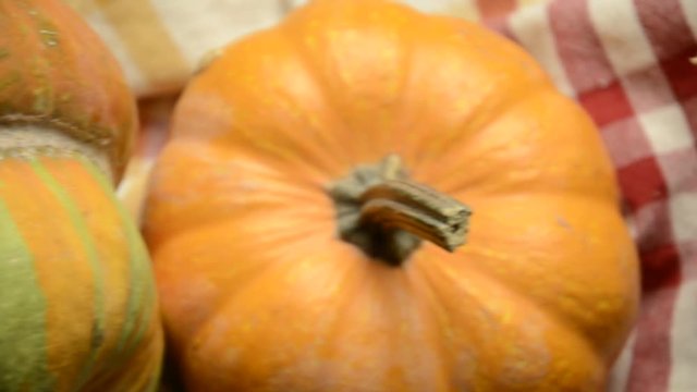 Cucurbita Tikva Calabaza Zucca 호박 Ab&oacute;bora Тыква плод Citrouille Pumpkin דלעת कुम्हड़ा Seme Pompoen Pumpa Balkabağı Seed Pampoen S&uuml;tőt&ouml;k K&uuml;rbis Semi 南瓜 Seeds ฟักทองอเมริกัน カボチャ K&uuml;rbiskerne