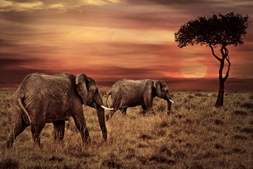 Naklejka na ściany i meble Elephants at Sunset Background