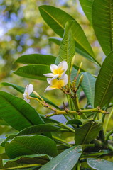 Obraz premium White and yellow plumeria frangipani flowers with leaves.