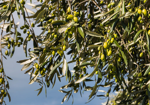 olive tree with ripe green olives
