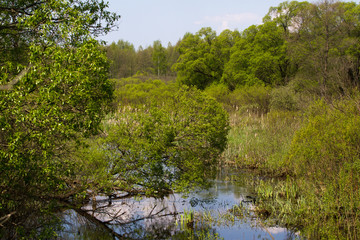 Panorama small river with reed on northern part of Ukraine, Sumy region. Riparian vegetation Salix sp. Flooded meadows