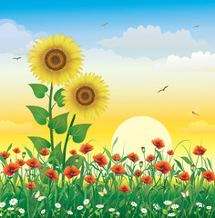 Naklejka premium Floral landscape with poppies and sunflowers at sunrise