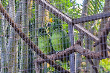 Yellow Crowned Green Amazon Parrot in Puerto de la Cruz, Santa C