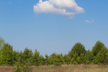 Obraz premium Birch grove on border with Belarus and Russia. Located in Ukraine, Sumy region, Polissya 