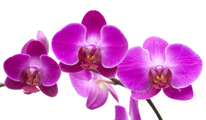 Obraz premium obfite kwitnienie magenta phalaenopsis
