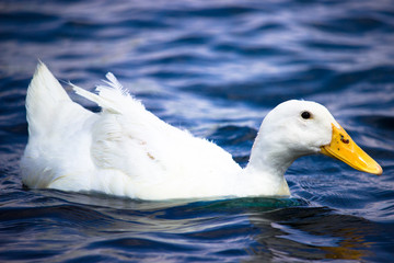  Duck in the Water Swimming 