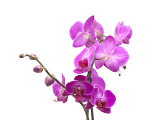 Fototapeta na wymiar abundant flowering of magenta phalaenopsis