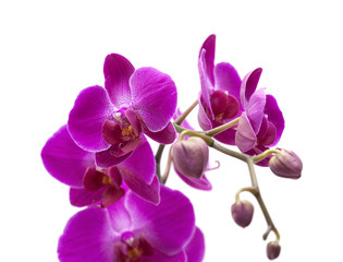 Obraz na płótnie Canvas abundant flowering of magenta phalaenopsis