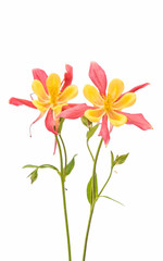 Red and yellow Columbines