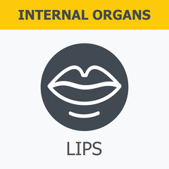 Internal organs - lips. Medical infographic icons, human organs, body anatomy. Vector icons of internal human organs Flat design. Internal organs icons.