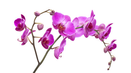 Obraz na płótnie Canvas abundant flowering of magenta phalaenopsis