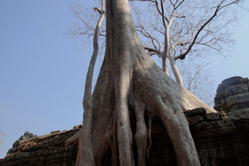 Old Trees and Ruins of Temple at Angkor Wat, Cambodia