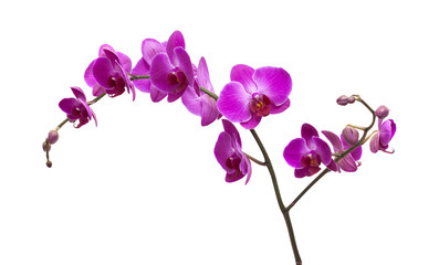 Fototapeta na wymiar abundant flowering of magenta phalaenopsis