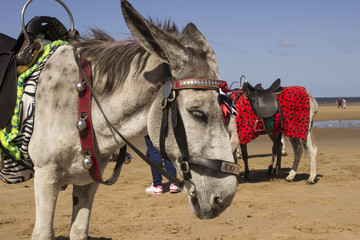 Donkeys on the Blackpool beach
