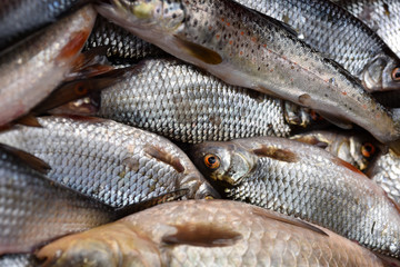 Collection of fresh fishes