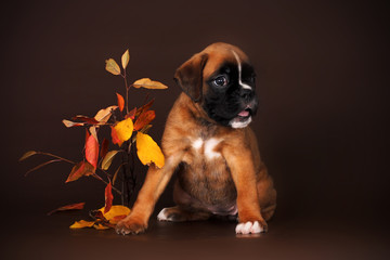 Cute red puppy boxer sitting on a brown background