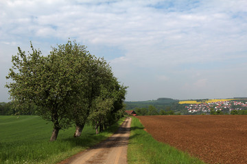 Obraz premium Spring landscape