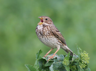 Corn Bunting ( Miliaria calandra ) singing in a green field