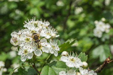 Biene auf weißer Blüte