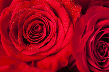 Two Red Roses Up-Close