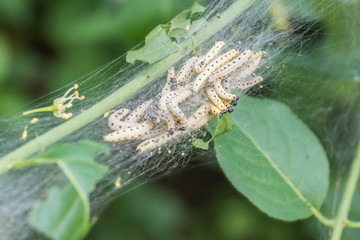 Raupen-Nest