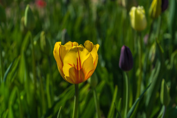 Obraz premium Tulpen auf einem Feld