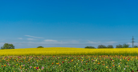 Panorama Rapsfeld in voller Blüte mit Tulpenfeld