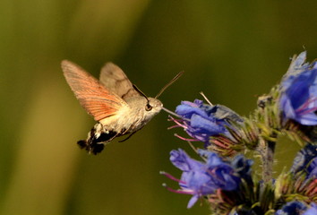 Taubenschwänzchen © fotoartis