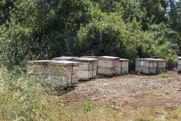 Fototapeta na wymiar Beehives
