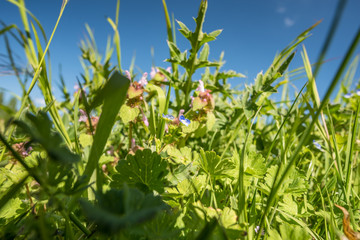 green grass field and bright blue sky