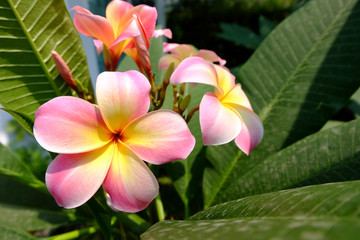 beautiful Pink frangipani plumeria tree in a garden. Close up