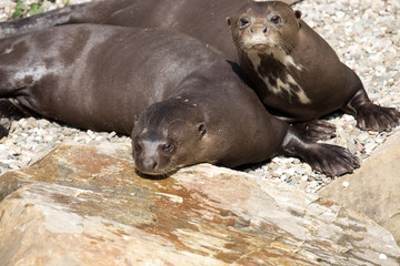 Giant Otter, Pteronura brasiliensis, is very playful