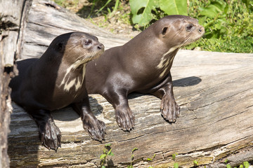 Giant Otter, Pteronura brasiliensis, watching nearby