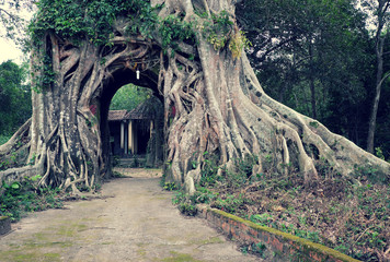 old tree with big root gate