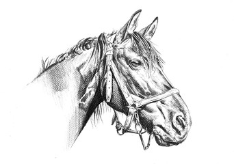  Horse Sketch stock photos and royalty-free images vectors 
