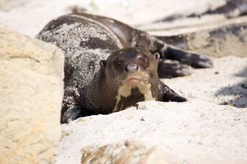 Obraz premium Giant Otter, Pteronura brasiliensis, is very playful