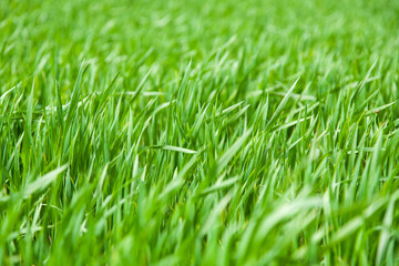 field of young wheat