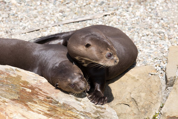 Giant Otter, Pteronura brasiliensis, is very playful