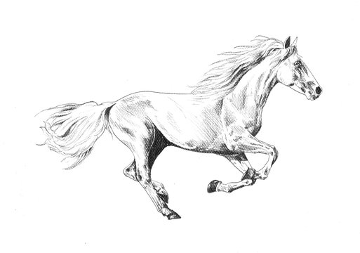 3,962 Pencil Sketch Horse Images, Stock Photos & Vectors | Shutterstock