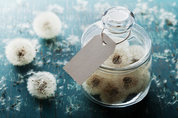 Blowball or dandelion in wishing jar with paper tag, rustic teal background, make a wish concept, unusual gift or present © juliasudnitskaya