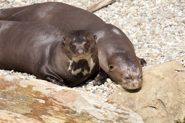 Giant Otter, Pteronura brasiliensis, is very playful