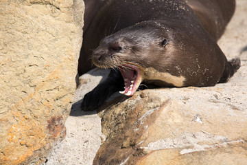 Obraz premium yawning Giant Otter, Pteronura brasiliensis
