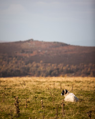 Sheep resting on the Yorkshire Moors, England