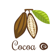 Cocoa beans vector illustration. Natural raw cocoa seeds for chocolate package or badge.