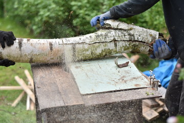 Two workers cutting birch wood with circular saw