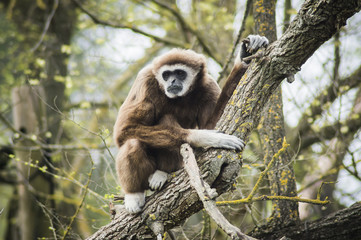 Monkey watching from the tree branch.